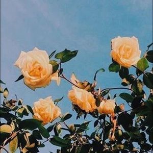 Meet your Posher, Valeria